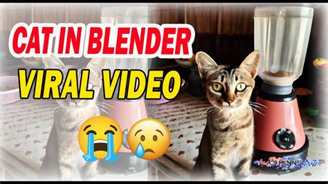 cat blender actual video|Cat in a Blender